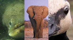 European Eel, African Elephant and Barnacle Goose from the NPL