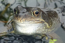 A frog