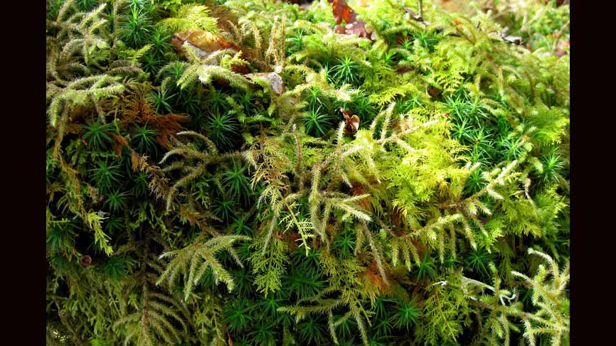 Mosses on tree trunk at Kilfinan Community Woodland.