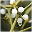 Mistletoe c/o Getty Images