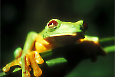 A frog