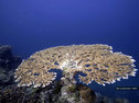Acropora coral