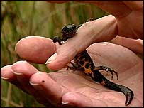 Nature on brown field site