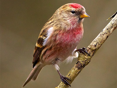 Lesser redpoll in full plumage by Jeff Cohen.