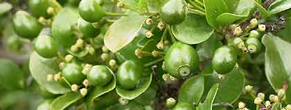 Canthium van Wykii in fruit