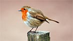 Robin. Photo: Gavin Lewis