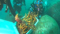 Tooni Mahto releasing rock lobsters