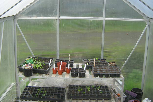 Seedlings in the greenhouse