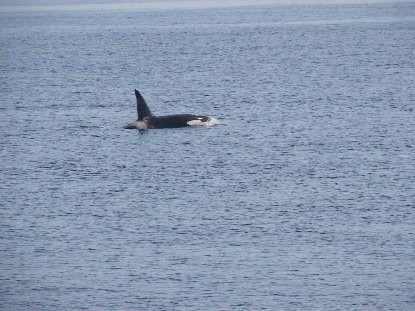 Orca