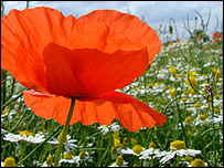 Poppy