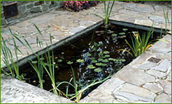 Pond