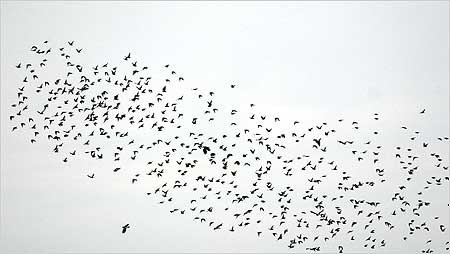 Starling flocks