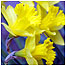 Daffodils