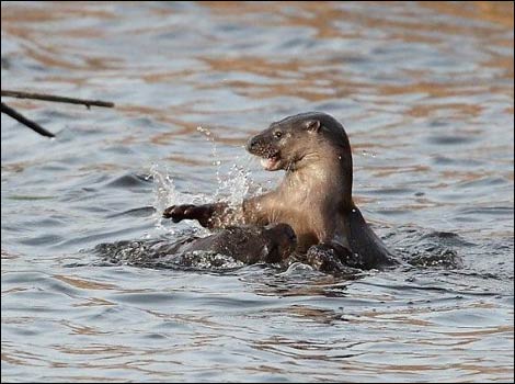 Otter in the water