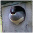 Duck in nest box