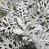 Senecio