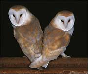 Barn owls