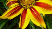 Flower Flower