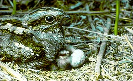 A nightjar with chick and egg