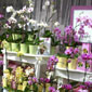 Jim's garden centre