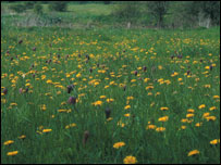 Iffley Meadows 