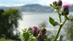Thistle near the River Tay