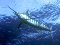 Swordfish