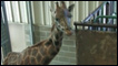 Girafa com pescoço torto