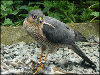 sparrowhawk