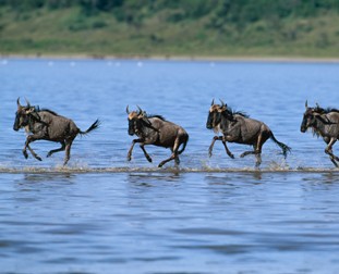 Wildebeest from the Nature Picture Library