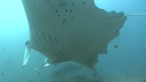 A manta ray with shark bites