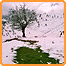 بهار ارتفاعات اطراف ما سوله 
