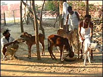 गाय