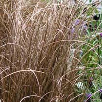 Carex buchananii 'Red Rooster'