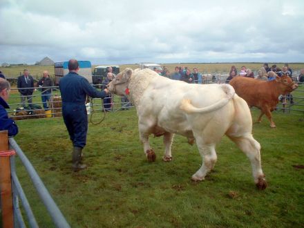 A Fine Bull.