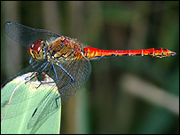 ruddy darter
