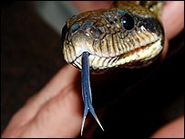 A snake at the Birmingham Nature Centre