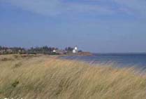 Seaside plants