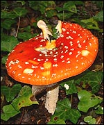 Fly Agaric (fungi)
