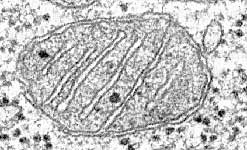 Mitochondria