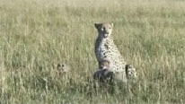 Shakira the cheetah