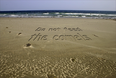 beachcamels.JPG