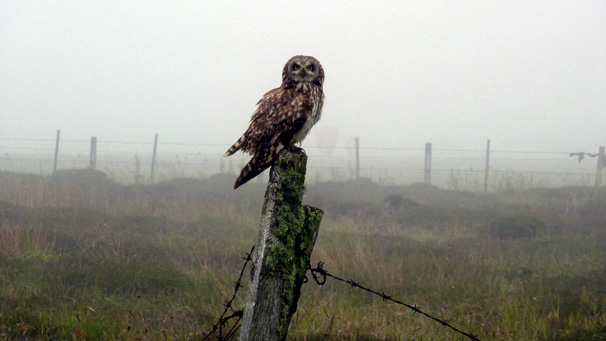 A short eared owl surveys the land early on a misty morning in July. Paul Gander took this great shot.