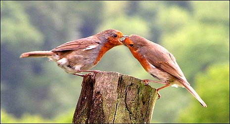 Two robins beak to beak