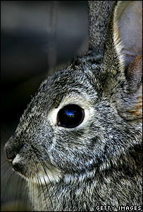 rabbit.203.jpg