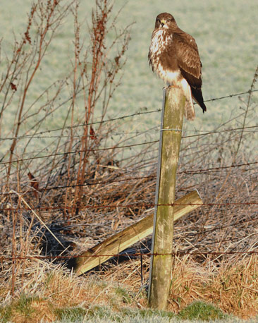 Buzzard on fence post