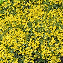 Genista lydia