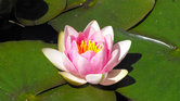 Water lily