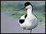 Avocet by Chris Gomersall: link