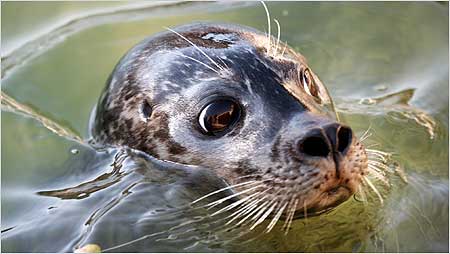 Seal c/o Gweek National Seal Sanctuary